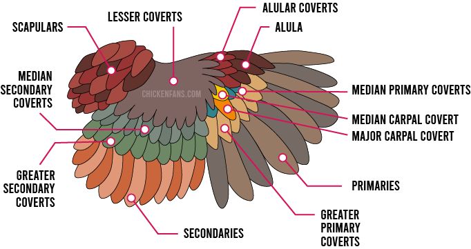 Feathers on Chicken Wings: Understanding Poultry Anatomy