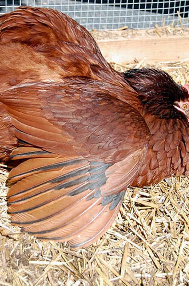 Feathers on Chicken Wings: Understanding Poultry Anatomy