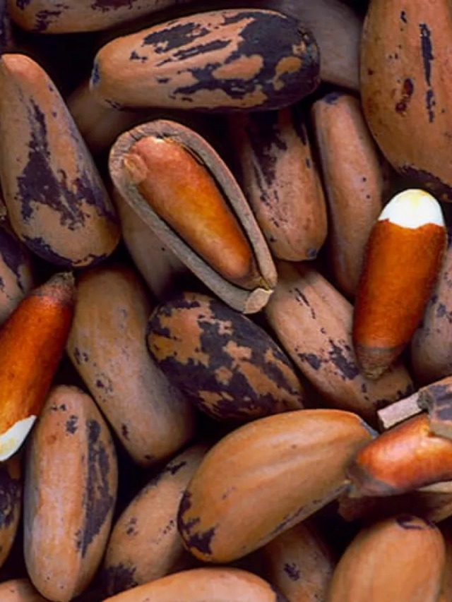 Decoding Pine Nuts: Are They Tree Nuts