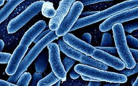 E coli Death & Obituary: One Person in England Died From E coli Outbreak, UK Health Security Agency says